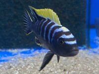 Cynotilapia afra spec Deep Ndonga 7-9 cm
