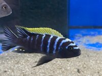 Cynotilapia afra spec Deep Ndonga 7-9 cm