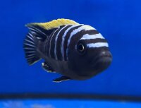 Cynotilapia afra spec Deep Ndonga 7-9 cm