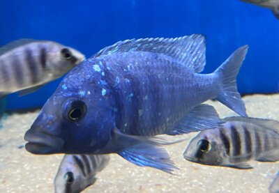 Placidochromis phenochilus Tanzania 10-13 cm