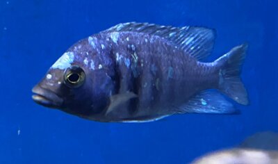 Placidochromis phenochilus Tanzania 8-10 cm