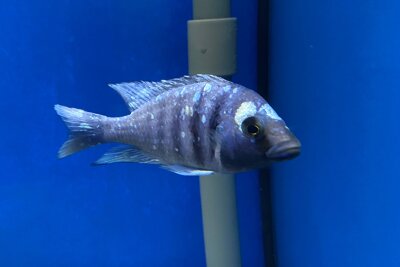 Placidochromis phenochilus Tanzania 8-10 cm
