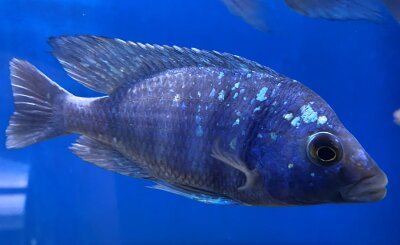 Placidochromis phenochilus Tanzania 8-10 cm