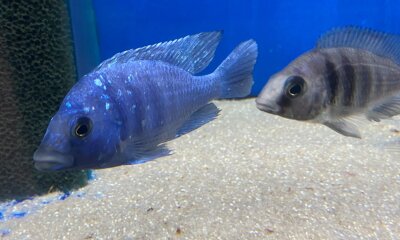 Placidochromis phenochilus Tanzania 8-10 cm