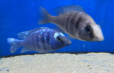 Placidochromis phenochilus Tanzania 8-10 cm