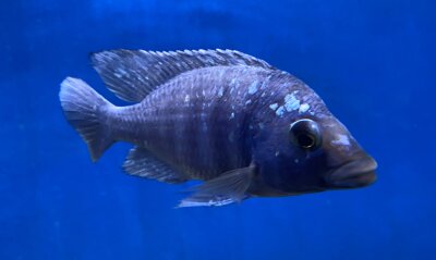 Placidochromis phenochilus Tanzania 8-10 cm