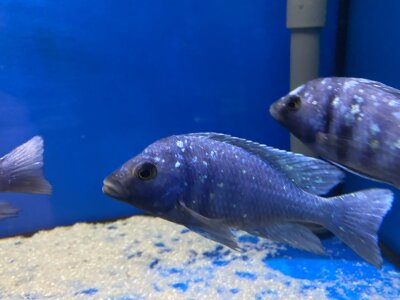 Placidochromis phenochilus Tanzania 8-10 cm