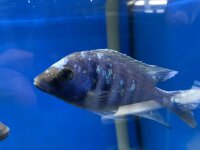 Placidochromis phenochilus Tanzania 8-10 cm