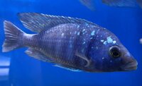 Placidochromis phenochilus Tanzania 8-10 cm