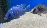 Placidochromis phenochilus Tanzania 8-10 cm