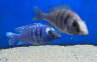 Placidochromis phenochilus Tanzania 8-10 cm