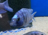 Placidochromis phenochilus Tanzania 8-10 cm