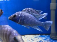 Placidochromis phenochilus Tanzania 8-10 cm
