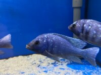 Placidochromis phenochilus Tanzania 8-10 cm