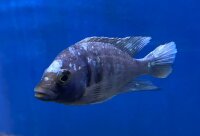 Placidochromis phenochilus Tanzania 8-10 cm