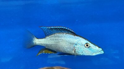 Dimidiochromis compressiceps 11-15 cm