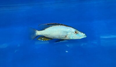 Dimidiochromis compressiceps 11-15 cm