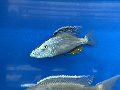 Dimidiochromis compressiceps 11-15 cm