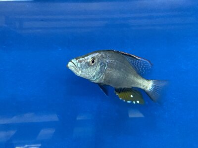 Dimidiochromis compressiceps 11-15 cm