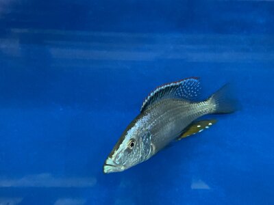 Dimidiochromis compressiceps 11-15 cm