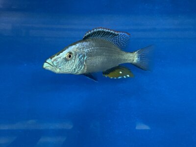 Dimidiochromis compressiceps 11-15 cm