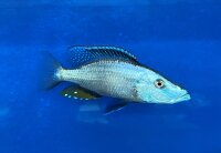 Dimidiochromis compressiceps 11-15 cm