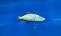 Dimidiochromis compressiceps 11-15 cm
