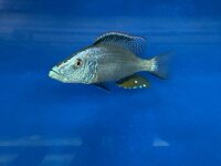 Dimidiochromis compressiceps 11-15 cm