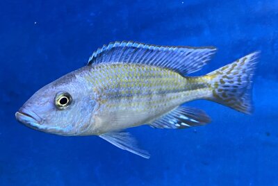 Dimidiochromis kiwinge 11-14 cm
