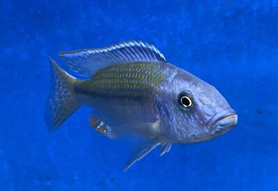 Dimidiochromis kiwinge 11-14 cm