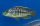 Eclectochromis ornatus 10-15 cm