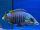 Placidochromis spec. Jalo Reef 10-13 cm