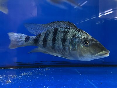 Fossorochromis rostratus 10-13 cm