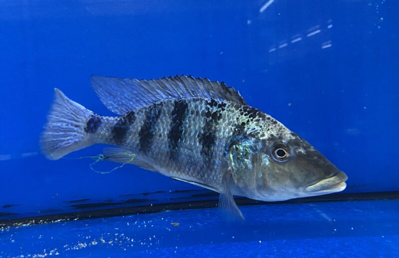 Fossorochromis rostratus 15-20 cm