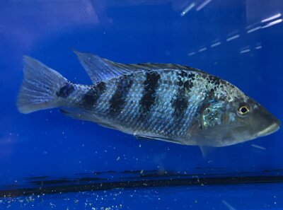 Fossorochromis rostratus 15-20 cm