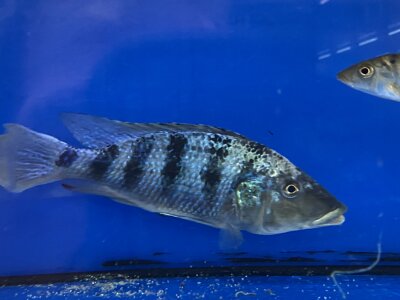Fossorochromis rostratus 15-20 cm