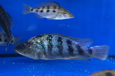 Fossorochromis rostratus 15-20 cm