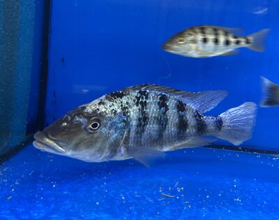 Fossorochromis rostratus 15-20 cm