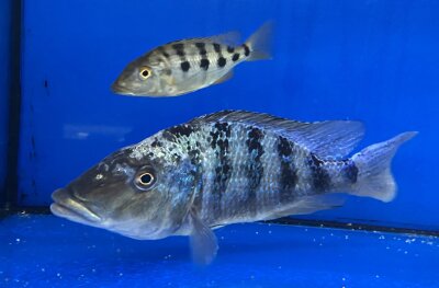 Fossorochromis rostratus 15-20 cm