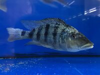 Fossorochromis rostratus 15-20 cm