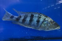 Fossorochromis rostratus 15-20 cm
