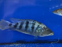 Fossorochromis rostratus 15-20 cm