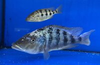 Fossorochromis rostratus 15-20 cm