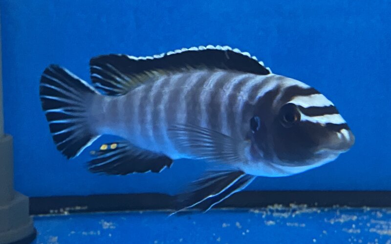 Labeotropheus trewavasae Thumbi 12-15 cm