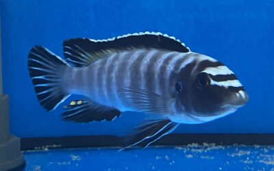 Labeotropheus trewavasae Thumbi 12-15 cm