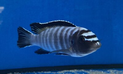 Labeotropheus trewavasae Thumbi 12-15 cm