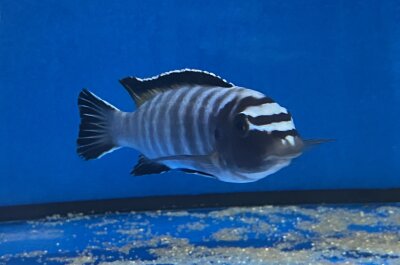 Labeotropheus trewavasae Thumbi 12-15 cm