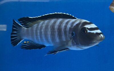 Labeotropheus trewavasae Thumbi 12-15 cm