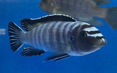Labeotropheus trewavasae Thumbi 12-15 cm