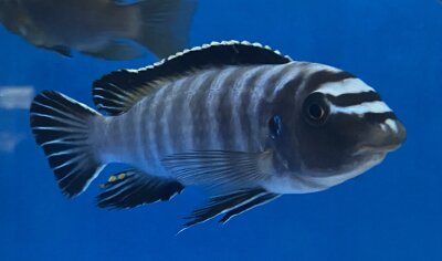 Labeotropheus trewavasae Thumbi 12-15 cm